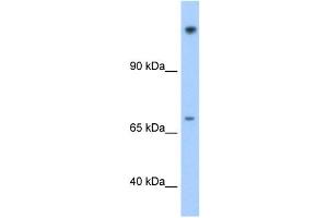 Image no. 1 for anti-Family with Sequence Similarity 129, Member A (FAM129A) (N-Term) antibody (ABIN629867)