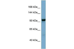Image no. 2 for anti-N-Deacetylase/N-Sulfotransferase (Heparan Glucosaminyl) 4 (NDST4) (Middle Region) antibody (ABIN2783876)
