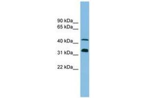 Image no. 1 for anti-Golgi Reassembly Stacking Protein 1, 65kDa (GORASP1) (AA 35-84) antibody (ABIN6745200)