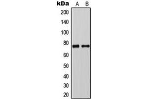 Image no. 1 for anti-Chloride Channel Ka (CLCNKA) (C-Term) antibody (ABIN2704659)
