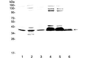 Image no. 5 for anti-Musashi Homolog 1 (Drosophila) (MSI1) (AA 21-54) antibody (ABIN5647867)