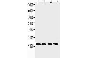 Image no. 2 for anti-Cyclophilin B (PPIB) (AA 176-196), (C-Term) antibody (ABIN3042869)