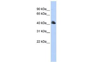 Image no. 1 for anti-F-Box Protein 4 (FBXO4) (Middle Region) antibody (ABIN631364)