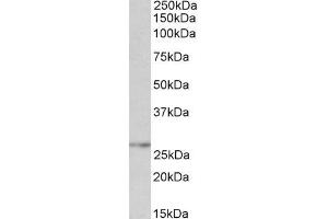 Image no. 1 for anti-Nicotinamide Nucleotide Adenylyltransferase 3 (NMNAT3) (AA 149-162) antibody (ABIN768635)