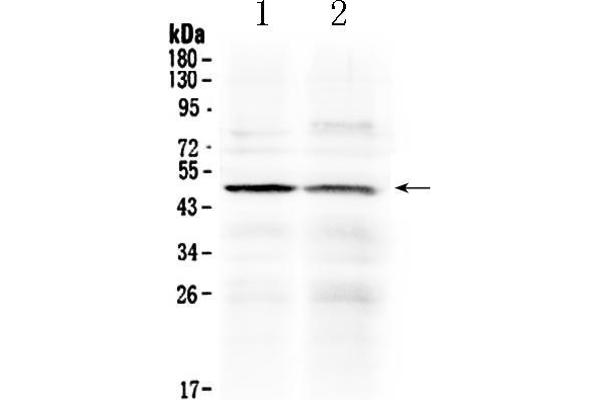 HTRA3 antibody  (C-Term)