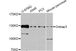 Image no. 1 for anti-Contactin Associated Protein-Like 3 (CNTNAP3) antibody (ABIN6571812)