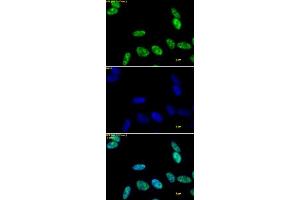 RNA pol II CTD phospho Ser5 antibody tested by immunofluorescence.