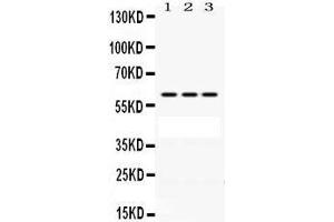 Image no. 1 for anti-Protection of Telomeres 1 (POT1) (AA 195-234), (N-Term) antibody (ABIN3043444)