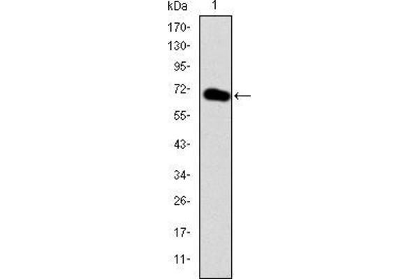 anti-GATA Binding Protein 5 (GATA5) antibody