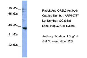 OR2L3 antibody  (C-Term)