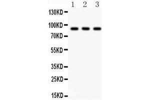 Image no. 2 for anti-CCCTC-Binding Factor (Zinc Finger Protein) (CTCF) (AA 521-727) antibody (ABIN3043817)