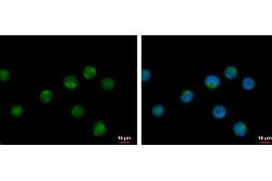 ICC/IF Image RPL17P7 antibody detects RPL17P7 protein at cytoplasm by immunofluorescent analysis.
