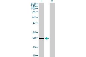 Western Blot analysis of RABL4 expression in transfected 293T cell line by RABL4 MaxPab polyclonal antibody.