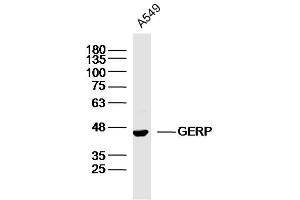Image no. 1 for anti-BRX1, Biogenesis of Ribosomes, Homolog (BRIX1) (AA 51-150) antibody (ABIN1385763)