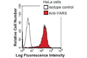 Image no. 1 for anti-Tyrosyl-tRNA Synthetase (Yars) antibody (ABIN933090)