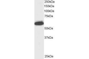 Image no. 2 for anti-Nucleoporin 50kDa (NUP50) (C-Term) antibody (ABIN184968)
