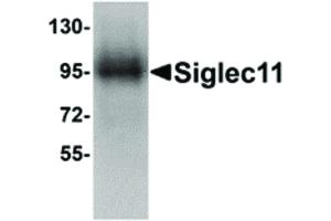 anti-Sialic Acid Binding Ig-Like Lectin 11 (SIGLEC11) (C-Term) antibody