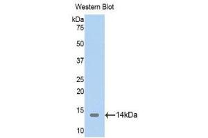 Image no. 1 for anti-Thioredoxin 2 (TXN2) (AA 60-166) antibody (ABIN1176125)