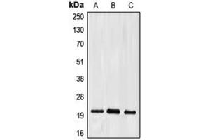 Image no. 1 for anti-Ephrin A2 (EFNA2) (C-Term) antibody (ABIN2704765)