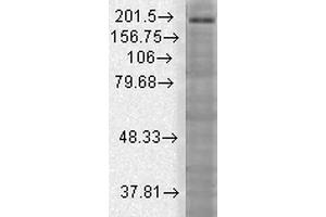 Image no. 3 for anti-SH3 and Multiple Ankyrin Repeat Domains 3 (SHANK3) (AA 840-857) antibody (APC) (ABIN2485411)