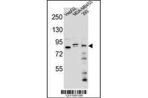 Image no. 2 for anti-KAT8 Regulatory NSL Complex Subunit 3 (KANSL3) (AA 398-427) antibody (ABIN654704)