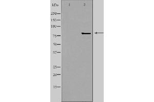 Image no. 1 for anti-Zinc Finger Protein 280C (ZNF280C) (Internal Region) antibody (ABIN6258407)