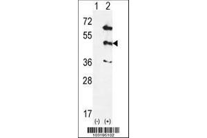 Image no. 3 for anti-Mitogen-Activated Protein Kinase 12 (MAPK12) (AA 339-367) antibody (ABIN391329)