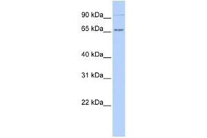 anti-IKAROS Family Zinc Finger 4 (Eos) (IKZF4) (N-Term) antibody