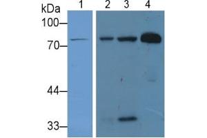 Western Blotting (WB) image for Lactotransferrin (LTF) ELISA Kit (ABIN6574203)