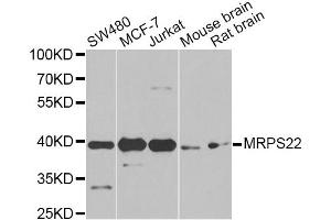 Image no. 1 for anti-Mitochondrial Ribosomal Protein S22 (MRPS22) antibody (ABIN6567582)