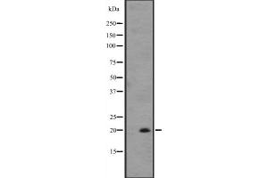 Image no. 1 for anti-Interleukin 25 (IL25) (Internal Region) antibody (ABIN6257290)