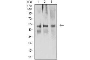 Image no. 2 for anti-ARP3 Actin-Related Protein 3 (ACTR3) (AA 287-418) antibody (ABIN5611287)