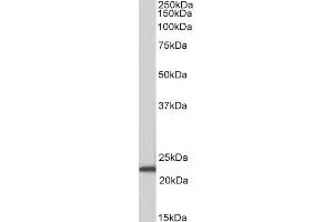 Image no. 2 for anti-Achaete-Scute Complex Homolog 3 (ASCL3) (Internal Region) antibody (ABIN571290)