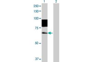 Image no. 1 for anti-Slingshot Homolog 3 (SSH3) (AA 1-659) antibody (ABIN527278)