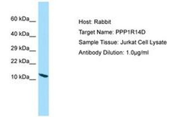 PPP1R14D Antikörper  (AA 9-58)