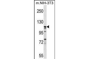 Image no. 1 for anti-Eukaryotic Translation Initiation Factor 3 Subunit C (EIF3C) (AA 538-566) antibody (ABIN5531093)