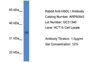 Image no. 1 for anti-Hydroxysteroid Dehydrogenase Like 1 (HSDL1) (N-Term) antibody (ABIN2788522)