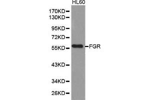 Image no. 1 for anti-Gardner-Rasheed Feline Sarcoma Viral (V-Fgr) Oncogene Homolog (FGR) antibody (ABIN3022858)