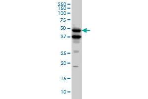 Image no. 2 for anti-Bone Morphogenetic Protein 7 (BMP7) (AA 1-431) antibody (ABIN560078)