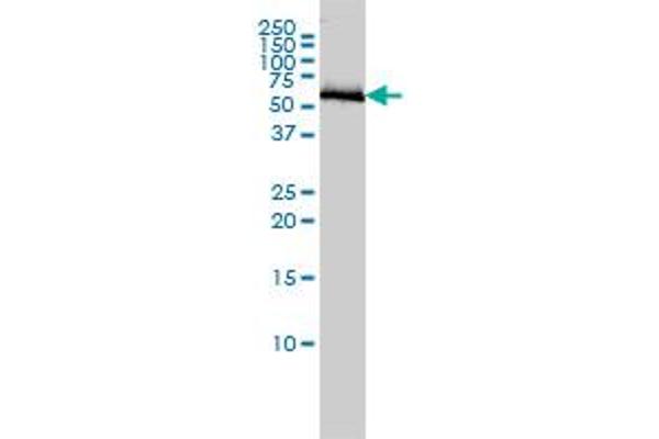 anti-CoA Synthase (COASY) (AA 1-225) antibody