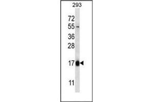 Image no. 2 for anti-Hemoglobin theta 1 (HBQ1) (AA 1-30), (N-Term) antibody (ABIN952710)