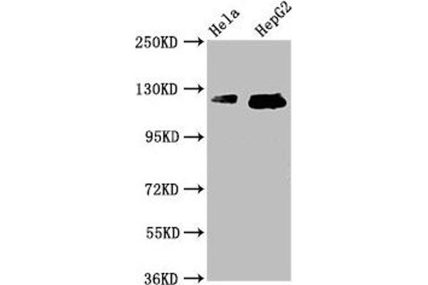 TMF1 antibody  (AA 878-986)