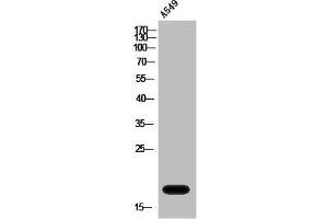 Western Blot analysis of A549 cells using PRDM3 Polyclonal Antibody