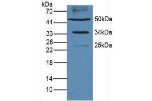 Image no. 2 for anti-CD274 (PD-L1) (AA 34-241) antibody (ABIN2921662)