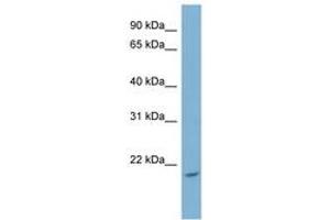 Image no. 1 for anti-NME/NM23 Nucleoside Diphosphate Kinase 4 (NME4) (AA 107-156) antibody (ABIN6741805)
