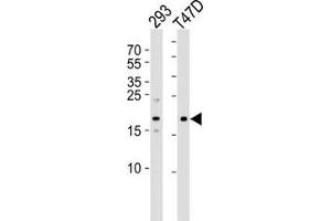 LC3C antibody  (AA 1-30)