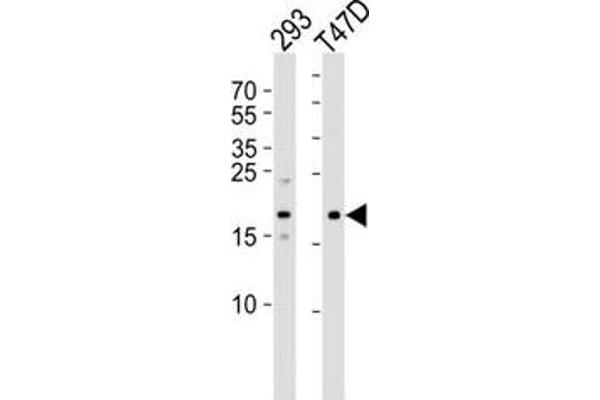 LC3C antibody  (AA 1-30)