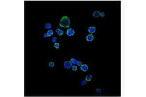 Image no. 4 for anti-CD1a (CD1a) antibody (ABIN1105998)
