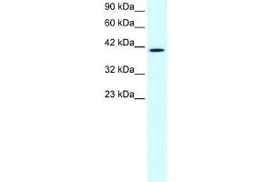 Image no. 2 for anti-CCR4 Carbon Catabolite Repression 4-Like (CCRN4L) (N-Term) antibody (ABIN2779705)