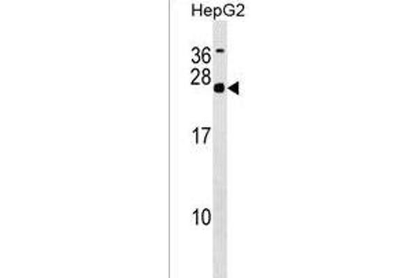 MRGBP antibody  (AA 46-75)
